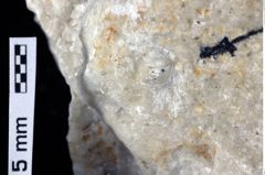 Foto (Detailansicht) von Goniodromites sp. (NHMW-GEO-1990-0041-0385)